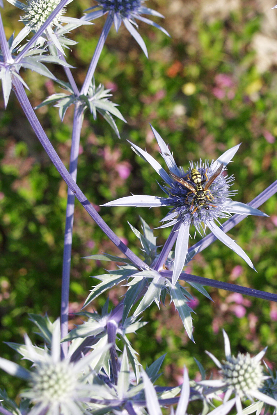 Sea Holly